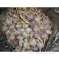 Regular White Garlic Fresh New Crop